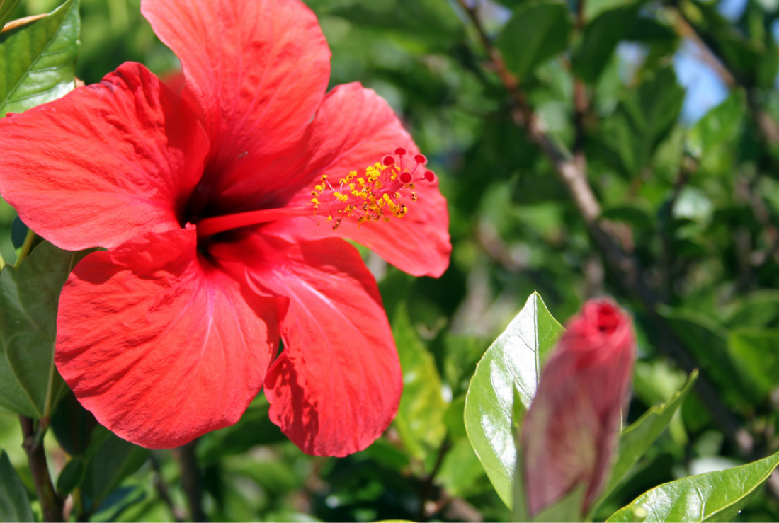 Sabdariffa Flower (Hibiscus) Extract